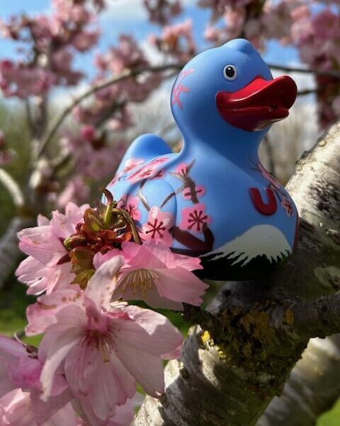 Nature Rubber Ducks