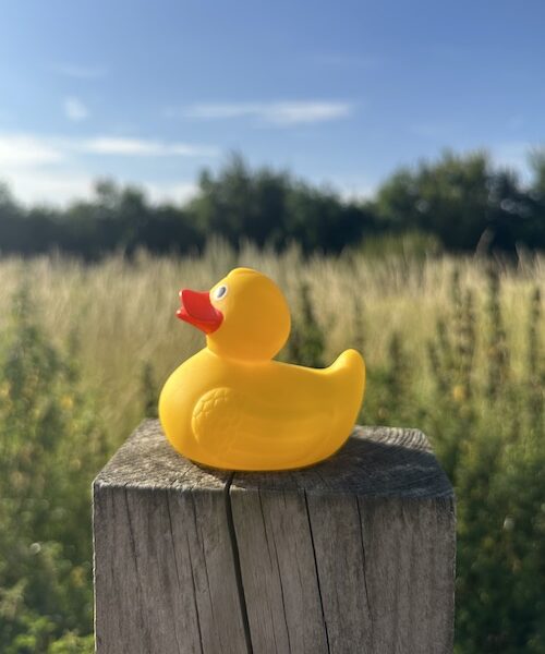 Plain Rubber Ducks